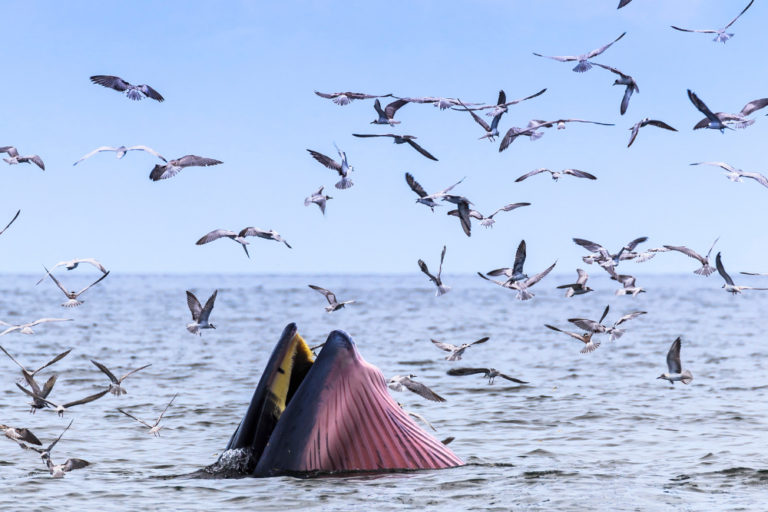 Younous et la baleine